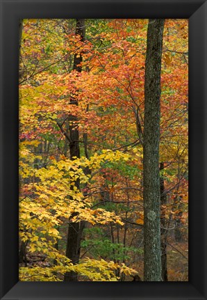 Framed Oak-Hickory Forest in Litchfield Hills, Connecticut Print