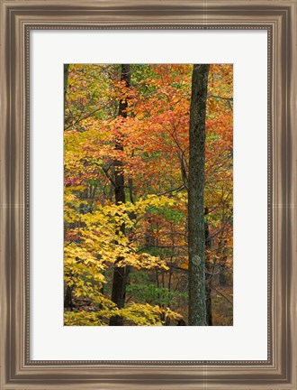 Framed Oak-Hickory Forest in Litchfield Hills, Connecticut Print