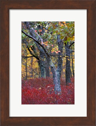 Framed Blueberries in Oak-Hickory Forest in Litchfield Hills, Kent, Connecticut Print