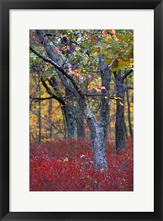 Framed Blueberries in Oak-Hickory Forest in Litchfield Hills, Kent, Connecticut Print