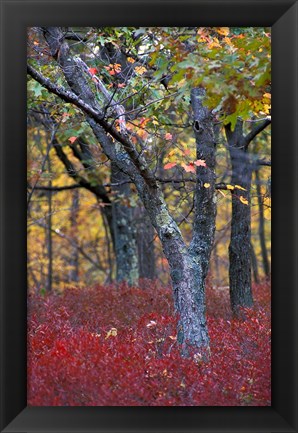 Framed Blueberries in Oak-Hickory Forest in Litchfield Hills, Kent, Connecticut Print