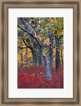 Framed Blueberries in Oak-Hickory Forest in Litchfield Hills, Kent, Connecticut Print