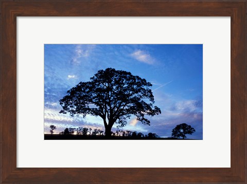 Framed Oak Trees at Sunset on Twin Oaks Farm, Connecticut Print