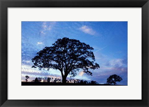 Framed Oak Trees at Sunset on Twin Oaks Farm, Connecticut Print