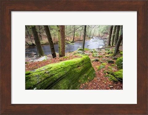 Framed Forest of Eastern Hemlock Trees, Connecticut Print