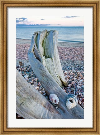 Framed Driftwood on the shell-covered Long Beach in Stratford, Connecticut Print