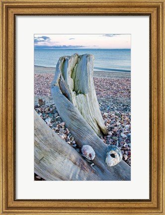 Framed Driftwood on the shell-covered Long Beach in Stratford, Connecticut Print