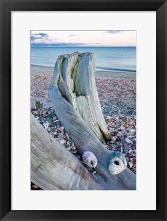 Framed Driftwood on the shell-covered Long Beach in Stratford, Connecticut Print