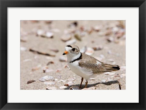 Framed Piping plover, Long Beach in Stratford, Connecticut Print