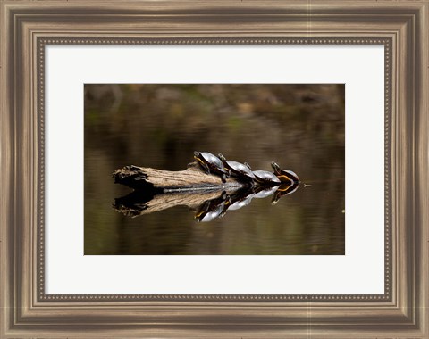 Framed Eastern Painted turtles, Farmington River, Tariffville, Connecticut Print