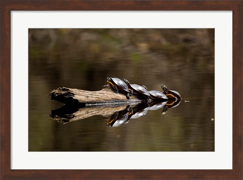 Framed Eastern Painted turtles, Farmington River, Tariffville, Connecticut Print