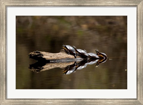 Framed Eastern Painted turtles, Farmington River, Tariffville, Connecticut Print