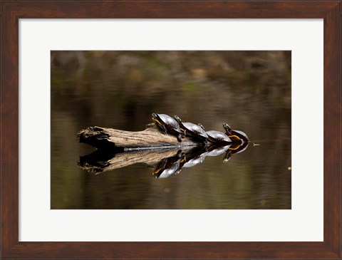 Framed Eastern Painted turtles, Farmington River, Tariffville, Connecticut Print