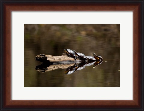 Framed Eastern Painted turtles, Farmington River, Tariffville, Connecticut Print