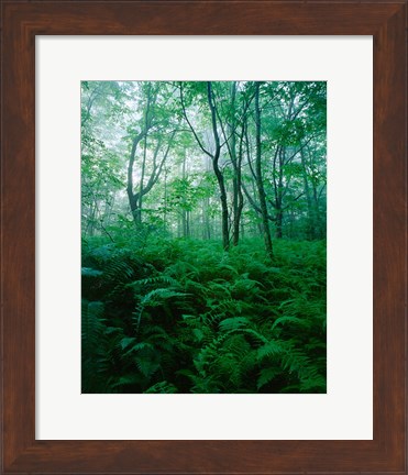 Framed Forest Ferns in Misty Morning, Church Farm, Connecticut Print