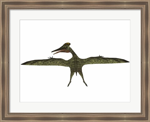 Framed Flying Pterodactylus Print