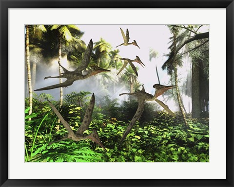 Framed flock of Pterodactylus reptiles fly over the jungle searching for their next meal Print