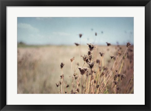 Framed Falling Queen Annes Lace I Crop Print