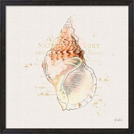 Framed Shell Collector III Print