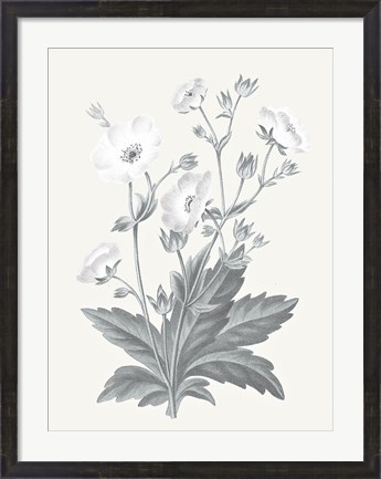 Framed Neutral Botanical VI Print