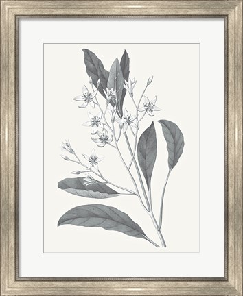 Framed Neutral Botanical V Print