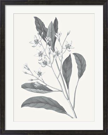 Framed Neutral Botanical V Print