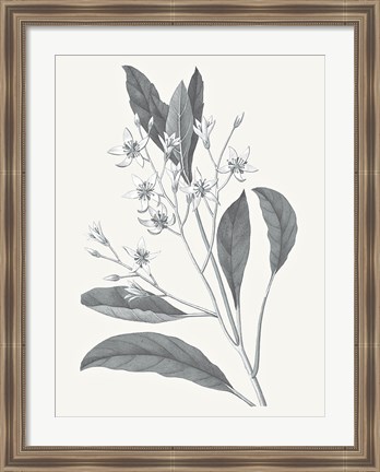 Framed Neutral Botanical V Print