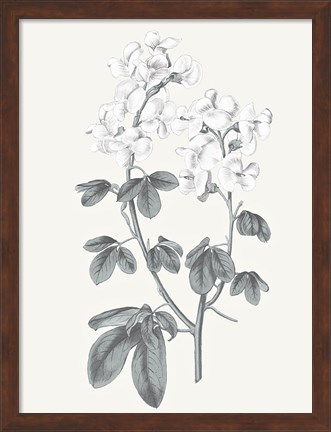 Framed Neutral Botanical III Print