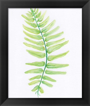 Framed Fern Print