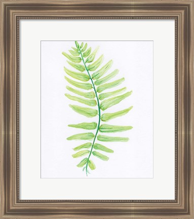 Framed Fern Print