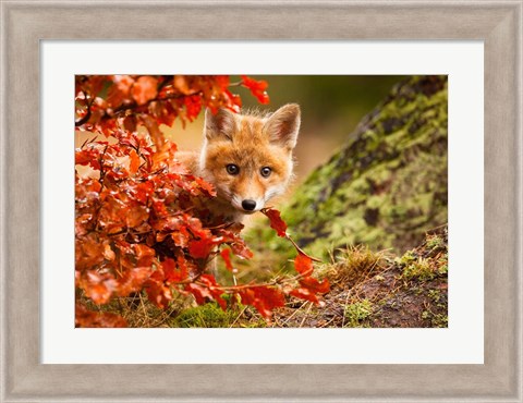 Framed Fox Print