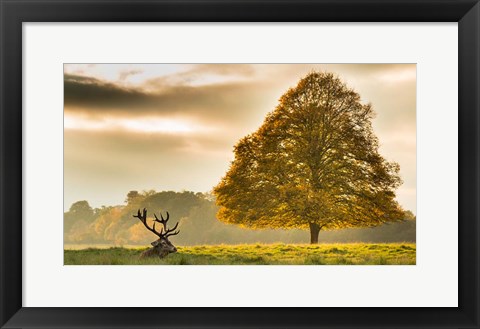 Framed Antlers Print