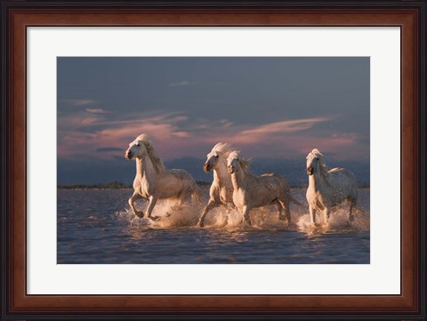 Framed Angels Of Camargue 1 Print