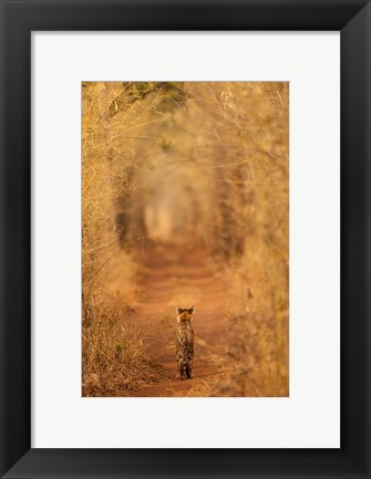 Framed Tiger In The Tunnel Print