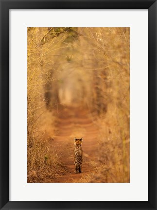 Framed Tiger In The Tunnel Print