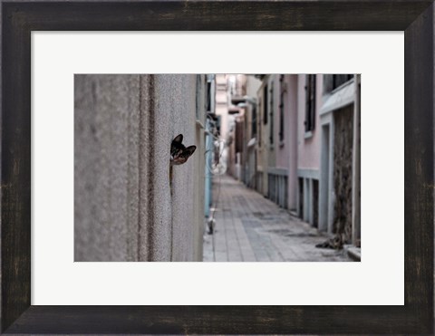 Framed Dantel Street Cat Print