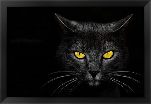 Framed Black Cat Print