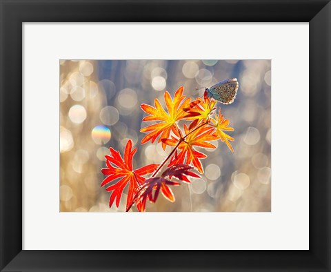 Framed September Moments Print