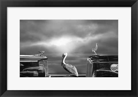 Framed Contemplating the Pelican Print