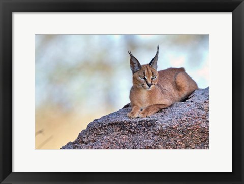 Framed Caracal Print