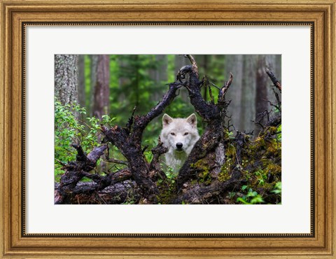 Framed Wolf Print