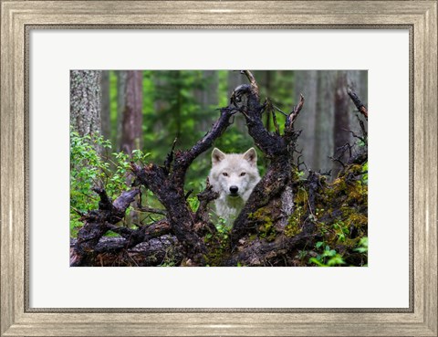 Framed Wolf Print