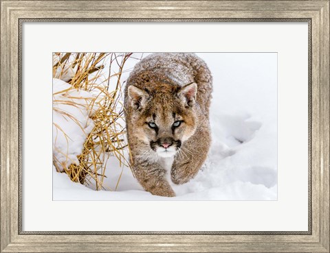 Framed Sneaky Cougar Print