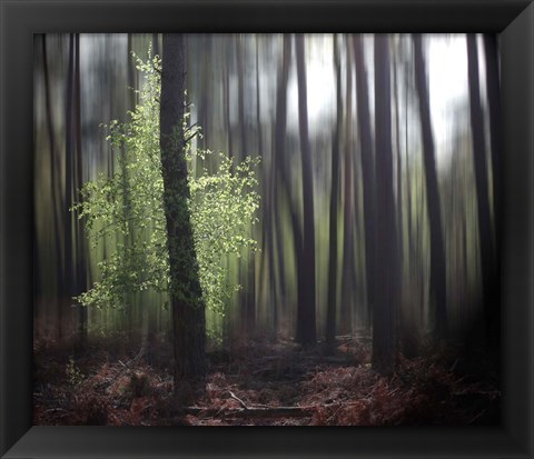 Framed Spring Forest Print