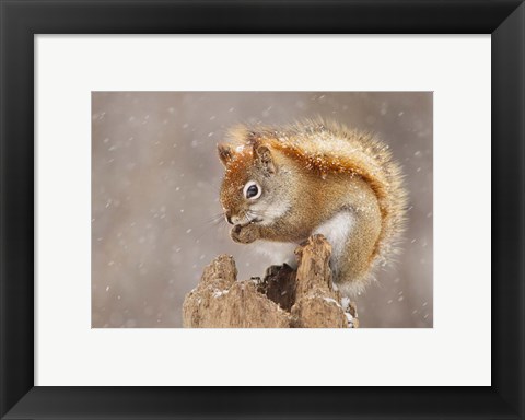 Framed Squirrel in a Snow Storm Print