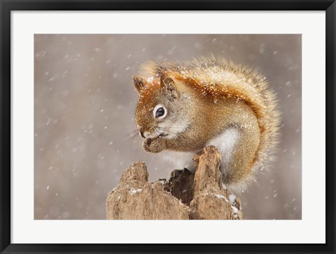 Framed Squirrel in a Snow Storm Print