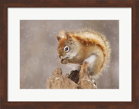 Framed Squirrel in a Snow Storm Print