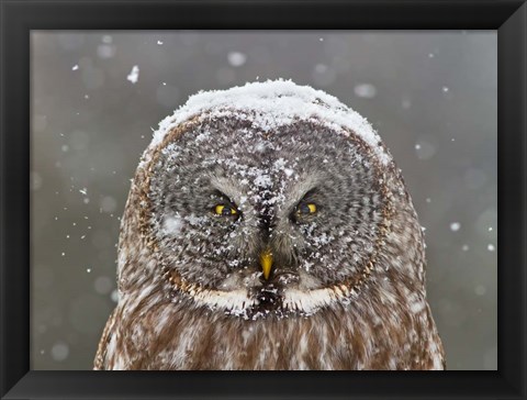 Framed Great Grey Owl Winter Portrait Print