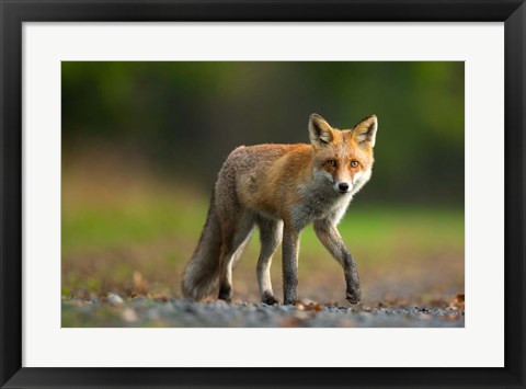 Framed Red Fox Print