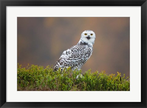 Framed Snowy Owl Print